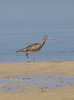 Whimbrel