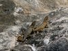 Cuban curly-tailed lizard 1