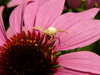 Crab spider waiting