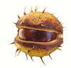 Chestnut