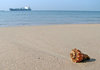 Shell on the beach