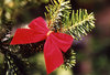 Winter decoration