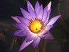 water flower beauties