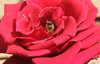 up & out - bee coming up out o