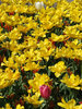 tulips at Araluen