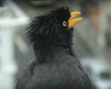 Bad hair day
