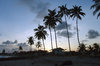 > Beach coconut palm