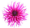 Pink flower