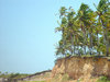 > Palm 3