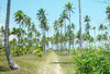 > Palm 1