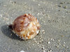 > Carneiro Beach 22