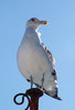 > Gaivotas 4