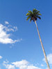 > ImperialPalm 2