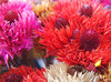 > Flowers 1