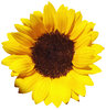 > Sunflower