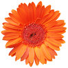 > Gerbera 1