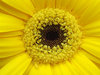 > Gerbera 3