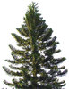 > MerryXmas 1
