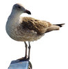 > Seagull 2