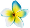 > Star Flower 2