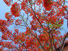 > Flamboyant 1