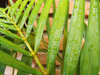 > Leaf 5