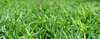 > Green Grass 2