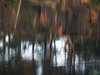 tranquil
