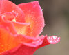 raindrops in the garden