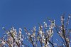 apricot tree
