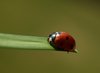 Ladybird