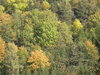 Kudowa forests