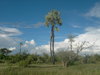palm tree 1