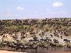 gnu
