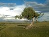 tree 1