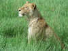 lioness 2