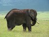 elephant 2
