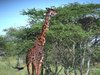 giraffe 1