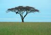 one tree