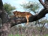 sleepy lioness 1