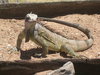 iguana 2