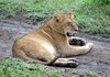 lazy lions 2