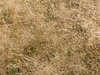 Dry grass texture