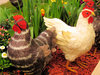 colourful hen dolls