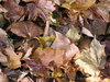 Autumn leaves