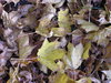 Autumn leaves