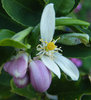 lemon tree blossom