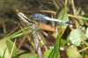 insect helicopter