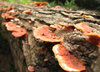 Polypore