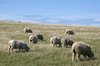Grazing
